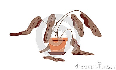 Dead withered plant in pot. Ailing dying droopy sick houseplant with wilted damaged dry leaves, dehydrated leaf. Result Vector Illustration