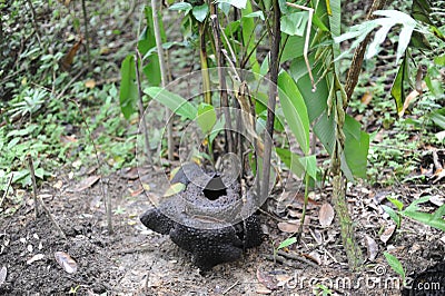 Dead withered tropical giant flower rafflesia arnoldii in Borneo island rainforest mountains Stock Photo