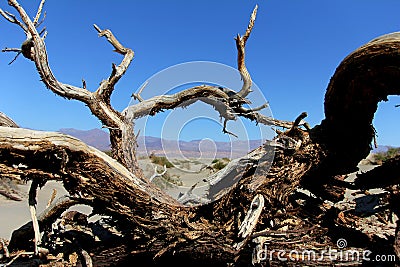 Dead wood death valley Stock Photo