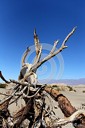 Dead wood in death valley Stock Photo