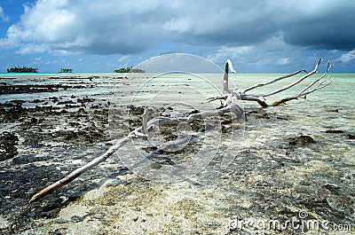 Dead wood Stock Photo