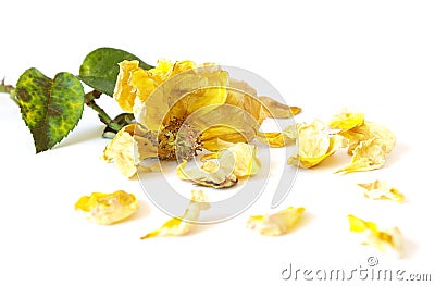 Dead yellow rose Stock Photo