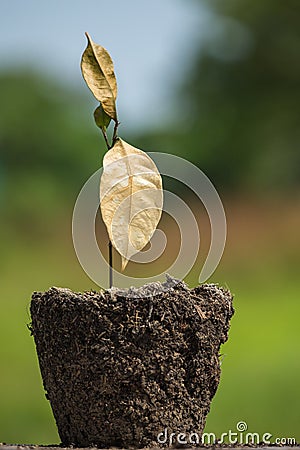 Dead young plant in dry soil on green blur. Environment concept Stock Photo