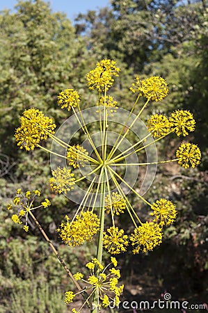 Deadly carrot, Thapsia villosa Stock Photo