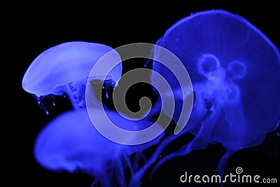 Deadly Jellyfish Stock Photo