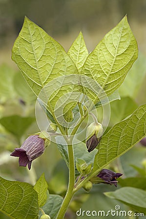 Deadly Nightshade Stock Photo