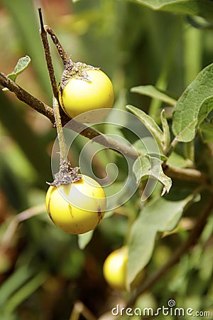 Deadly nightshade Stock Photo