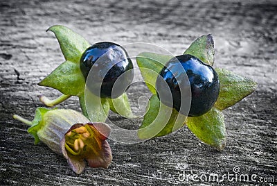 Deadly Nightshade (Atropa belladonna), berries and flower Stock Photo