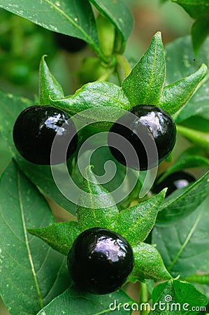 Deadly Nightshade (Atropa belladonna), berries and flowers Stock Photo