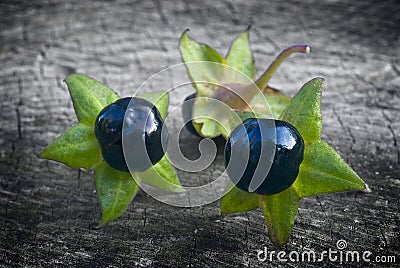 Deadly Nightshade (Atropa belladonna), berries Stock Photo