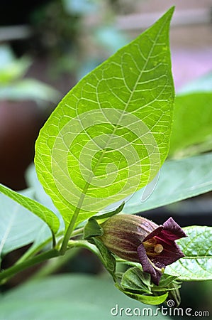 Deadly Nightshade (Atropa belladonna) flower Stock Photo