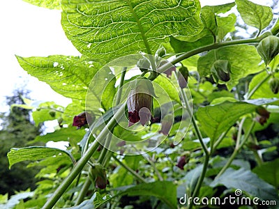 Deadly Nightshade, belladonna blossom, Stock Photo