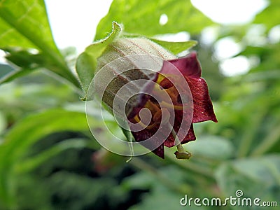 Deadly Nightshade, belladonna blossom, Stock Photo