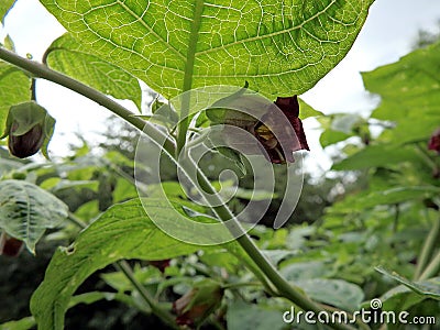 Deadly Nightshade, belladonna blossom, Stock Photo