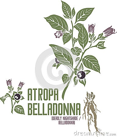 Atropa belladonna plant silhouette in color image vector illustration Vector Illustration