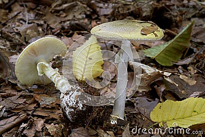 Deadly poisonous mushroom Amanita phalloides growing in the leaves in the beech forest. Stock Photo