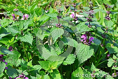 Deadnettle Stock Photo