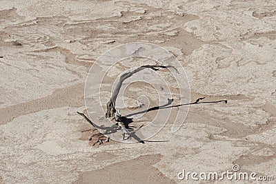 Dead camelthorn tree in Deadvlei, Namib Desert Stock Photo