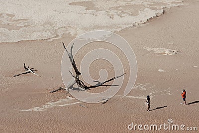 Dead camelthorn tree in Deadvlei, Namib Desert Editorial Stock Photo