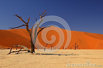 Deadvlei, Namibia Stock Photo