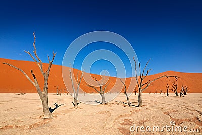 Deadvlei, orange dune with old acacia tree. African landscape from Sossusvlei, Namib desert, Namibia, Southern Africa. Red sand, Stock Photo