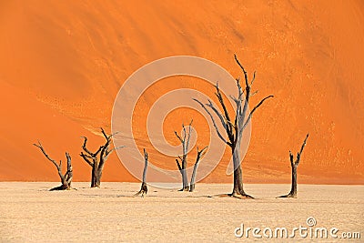 Deadvlei, orange dune with old acacia tree. African landscape from Sossusvlei, Namib desert, Namibia, Southern Africa. Red sand, Stock Photo