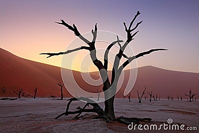 Deadvlei, orange dune with old acacia tree. African landscape from Sossusvlei, Namib desert, Namibia, Southern Africa. Red sand, Stock Photo