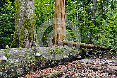 Deadwood in beech-fir forest reserve Stock Photo