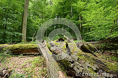 Deadwood in a beech forest Stock Photo