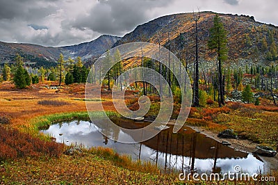 Deadwood, lake and yellow grass. Stock Photo