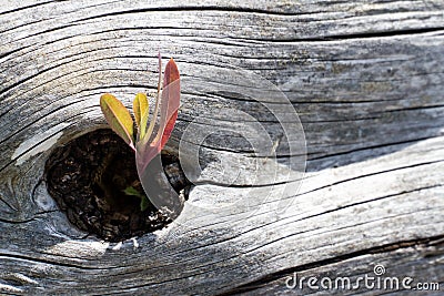 Deadwood and new life Stock Photo