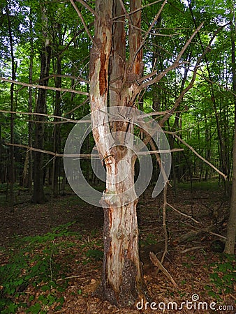 Deadwood tree standing in FingerLakes forest Stock Photo