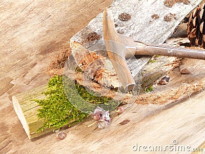 Deadwood still life Stock Photo