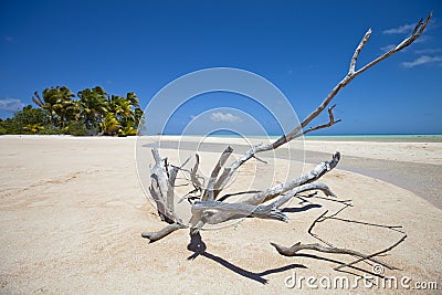 Deadwood on white sand beach and palm tree Stock Photo