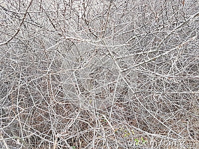 Deaf thickets of shrubs. Texture and background of gray dry branches. Impassable slums of wood. Natural fencing Stock Photo