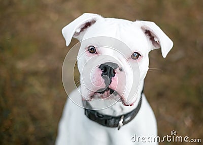 A deaf white Boxer dog looking up Stock Photo