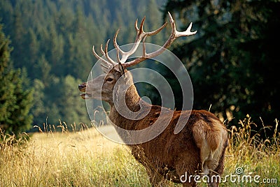 Dear Royalty Free Stock Photos - Image: 2765838