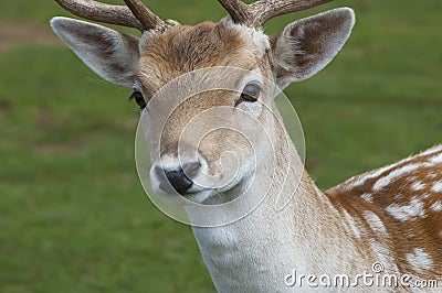 Dear Deer Stock Photo