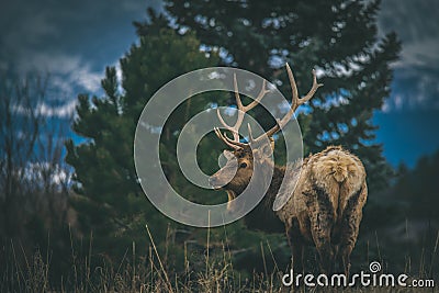 Dear in estes park colorado Stock Photo