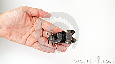 Death head moth Acherontia atropos on hand close up, sphingidae, breeding butterflies Stock Photo