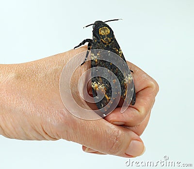 Death head moth Acherontia atropos on hand close up, sphingidae, breeding butterflies Stock Photo