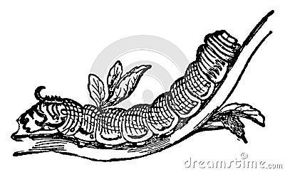 Death Head Moth Caterpillar, vintage illustration Vector Illustration