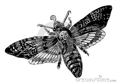 Death Head Moth, vintage illustration Vector Illustration