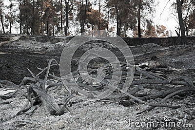 Death nature, forest fire, ecology issues Stock Photo