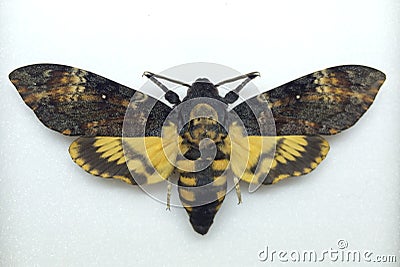 Death's head hawk moth Stock Photo