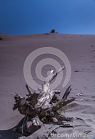 Death Tree Stock Photo