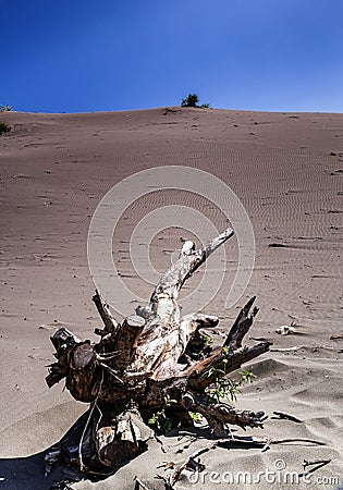 Death tree in Parangtritis Sand dune, Yogyakarta, Indonesia Stock Photo