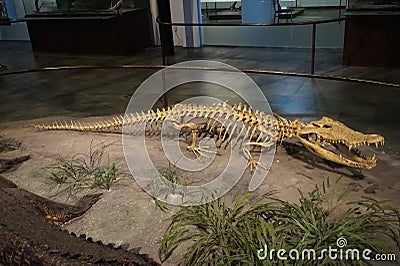A skeleton of a crocodile at a museum Stock Photo