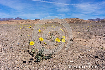 Death Valley Wildflowers Stock Photo