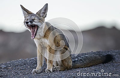 Death Valley Yawn Stock Photo